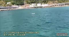 深圳海湾出现白海豚：有“海上大熊猫”之称 濒临绝种